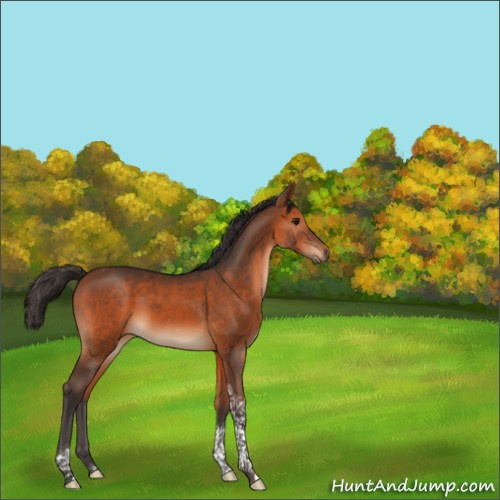 Horse Color:Bay Tobiano Rabicano 