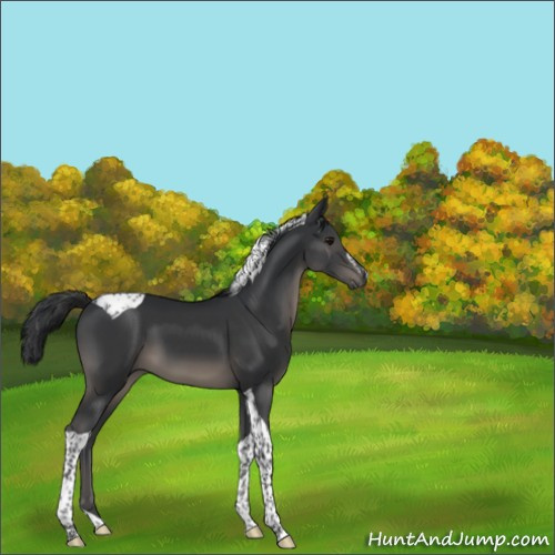 Horse Color:Black Sabino Tobiano 