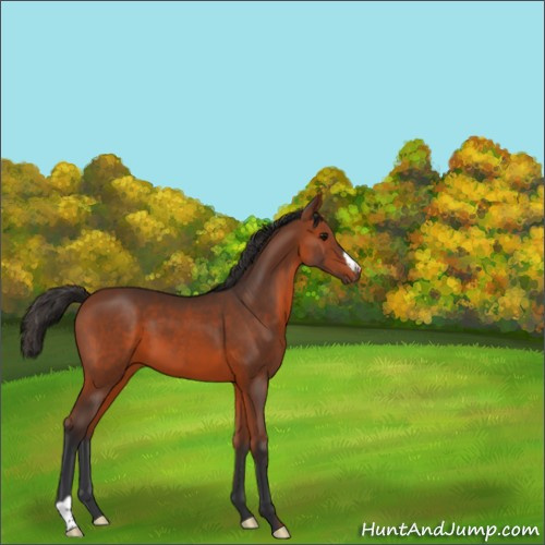 Horse Color:Bay 