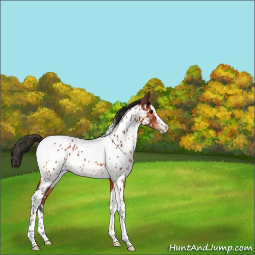 Horse Color:Bay Splash Tobiano Appaloosa 