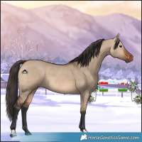 Horse Color:Bay Dun 