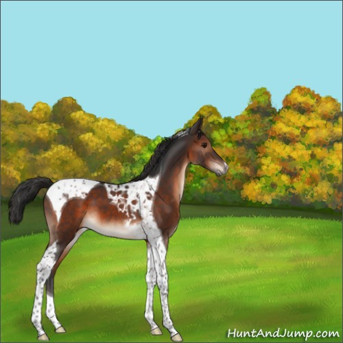 Horse Color:Brown Tobiano 