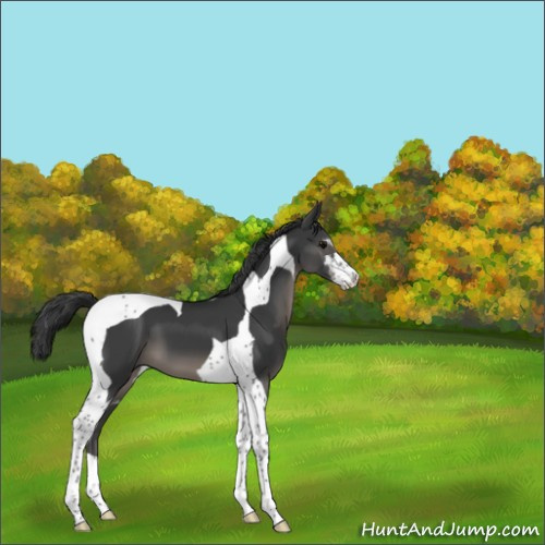 Horse Color:Black Sabino Tobiano 