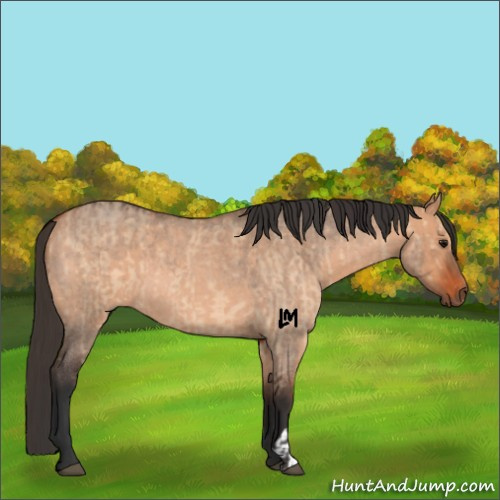 Horse Color:Bay Dun and Bay Roan Dun