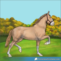 Horse Color:Gold Champagne Splash 