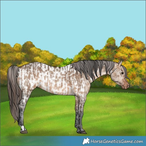 Horse Color:Bay Dun  and Bay Dun Appaloosa 