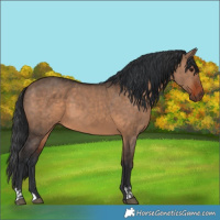 Horse Color:Brown Dun  and Brown Dun 