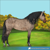Horse Color:Brown Dun  and Brown Dun 