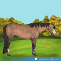 Horse Color:Bay Dun and Bay Dun