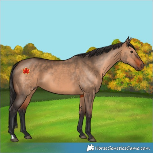 Horse Color:Brown Dun and Brown Dun