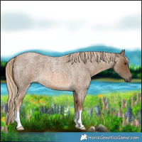 Horse Color:Chocolate Palomino Roan