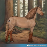 Horse Color:Red Dun 