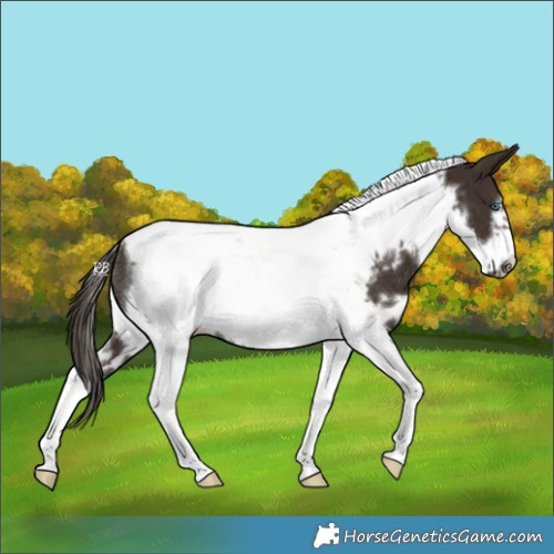 Horse Color:White Spotted Liver Chestnut Tobiano Frame Rabicano 