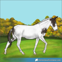 Horse Color:White Spotted Liver Chestnut Tobiano Frame Rabicano 