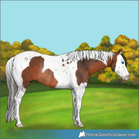Horse Color:Bay Splash Tobiano Rabicano 