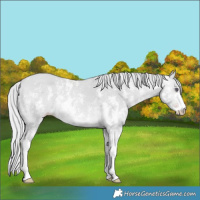 Horse Color:Silver Amber Champagne Chinchilla Sabino 