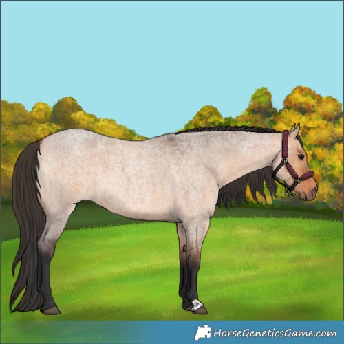 Horse Color:Bay Roan Dun  and Bay Roan Dun 