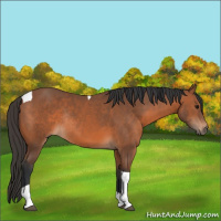 Horse Color:Bay Tobiano Rabicano 