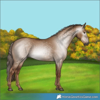 Horse Color:Gray Red Dun 