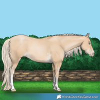 Horse Color:Palomino Pearl Sabino 