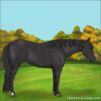 Horse Color:Smoky Black 