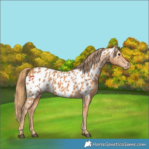 Horse Color:Chestnut Appaloosa 