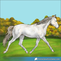 Horse Color:Buckskin Pearl Sabino 