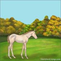 Horse Color:Buckskin Pearl Sabino