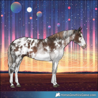 Horse Color:White Spotted Liver Chestnut Splash Frame Appaloosa 