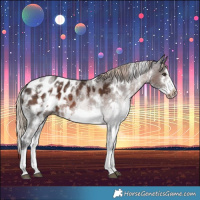 Horse Color:White Spotted Liver Chestnut Splash Frame Appaloosa 