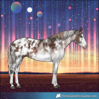 Horse Color:White Spotted Liver Chestnut Splash Frame Appaloosa
