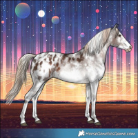 Horse Color:White Spotted Liver Chestnut Splash Frame Appaloosa