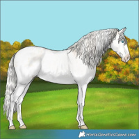 Horse Color:White Spotted Cremello Roan Dun Splash Appaloosa Rabicano 