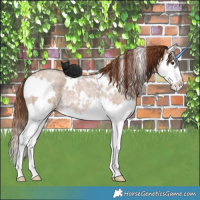 Horse Color:White Spotted Red Dun Roan Splash Rabicano