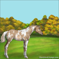 Horse Color:White Spotted Chocolate Palomino Dun Rabicano 