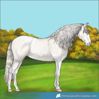 Horse Color:Cremello Roan Dun Sabino Appaloosa Rabicano