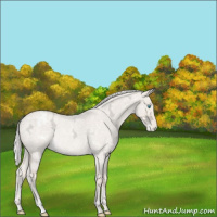 Horse Color:Silver Smoky Creme Ice Roan Dun Varnish Rabicano 