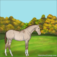 Horse Color:Red Dun Ice Appaloosa Rabicano 