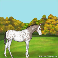 Horse Color:Liver Red Dun Roan Splash Appaloosa Rabicano 