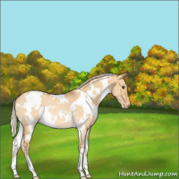 Horse Color:White Spotted Palomino Roan Dun Varnish Rabicano 
