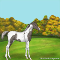 Horse Color:Silver Black Tobiano Rabicano