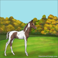 Horse Color:Silver Black Tobiano Rabicano 
