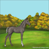 Horse Color:Silver Black Tobiano Rabicano 