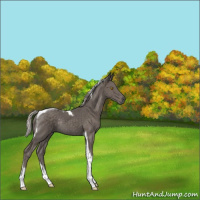 Horse Color:Silver Black Tobiano Rabicano 