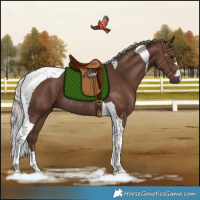 Horse Color:Silver Black Tobiano Rabicano 