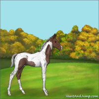 Horse Color:Silver Black Tobiano Rabicano 