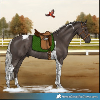 Horse Color:Silver Black Tobiano Rabicano 