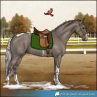 Horse Color:Silver Grullo Sabino Tobiano Rabicano 