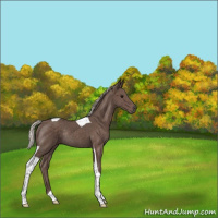 Horse Color:Silver Black Tobiano Rabicano