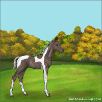Horse Color:Silver Black Tobiano Rabicano 
